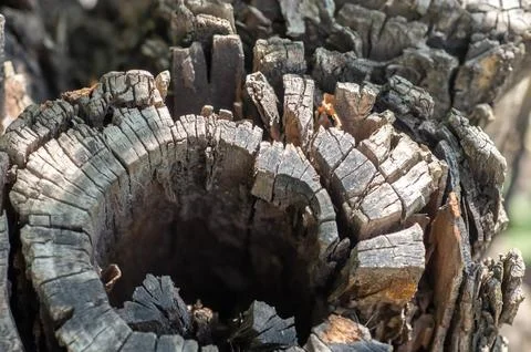Dead stump of some abstract kind Stock Photos