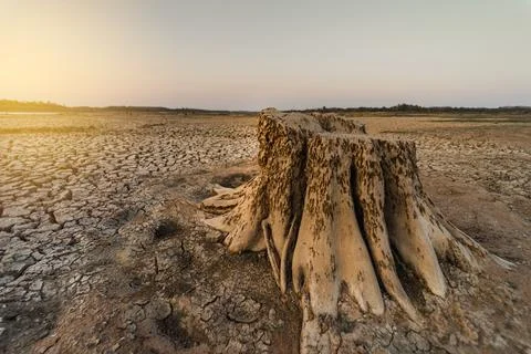 Dead stump tree on cracked land, surface clay soil rough, Cracked earth from Stock Photos