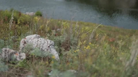 Dead summer grass swaying in the wind Stock Footage 146406947