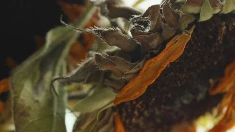 Dead Sunflower flower head macro close up presentation slowly rotating stoc.. Stock Footage 344701445