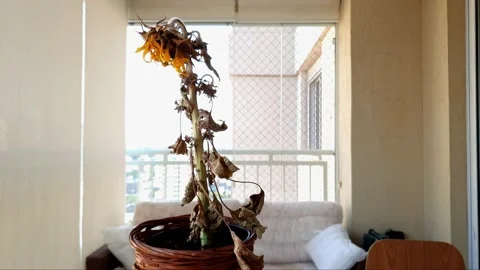 Dead sunflower inside the vase. Rotating movement and closeup in. Smartphone Stock Footage 158951194
