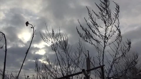 Dead Trees Mp3 Stock Video Footage | Royalty Free Dead Trees Mp3 Videos ...