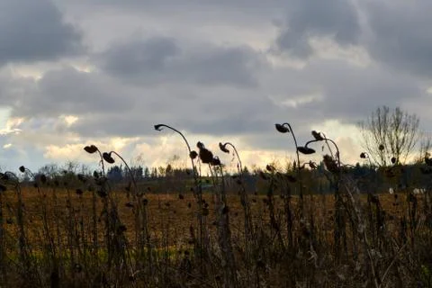 Dead sunflowers drooping in the foreground before a dramatic autumn sky Stock Photos