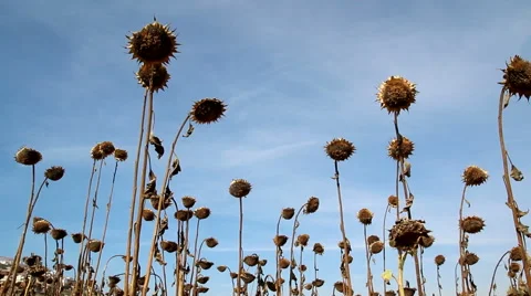 Dead Sunflowers Drying in a Field with Blue Sky Stock Footage 42369560