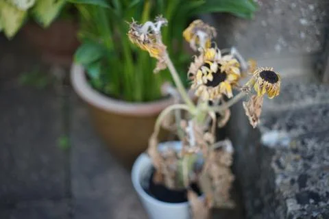 Dead Sunflowers Stock Photos