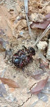 Dead surrounded by ants Фото