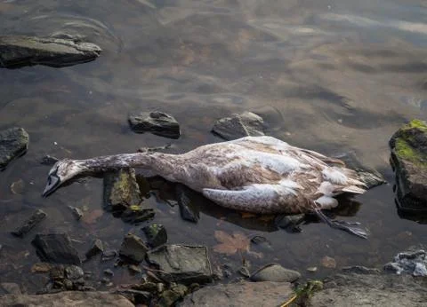 Dead swan Stock Photos