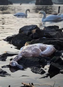 Dead swan Stock Photos