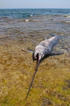 Dead swordfish Stock Photos