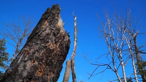 Dead Tall Dead Trees and blue Sky. Problem of ecology. drought Stock Footage 122491907