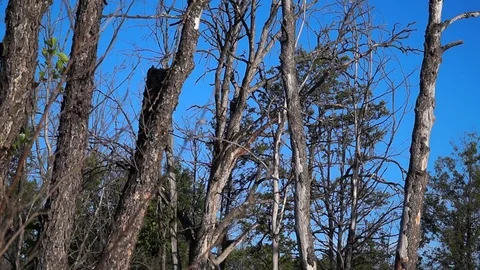 Dead Tall Dead Trees and blue Sky. Problem of ecology. drought Stock Footage 122491911