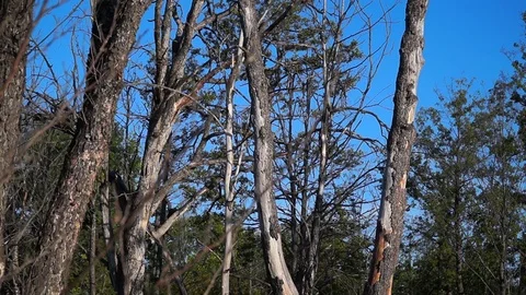 Dead Tall Dead Trees and blue Sky. Problem of ecology. drought Stock Footage 122508071