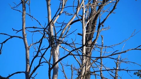Dead Tall Dead Trees and blue Sky. Problem of ecology. drought Stock Footage 122508090