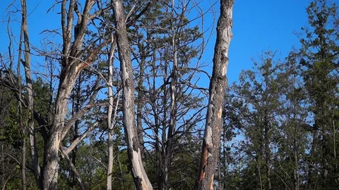 Dead Tall Dead Trees and blue Sky. Problem of ecology. drought Stock Footage 122508101