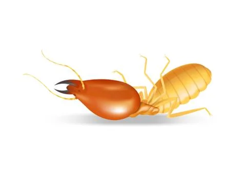 Dead termites isolated on white background, insect species termite ant eaten  스톡 일러스트
