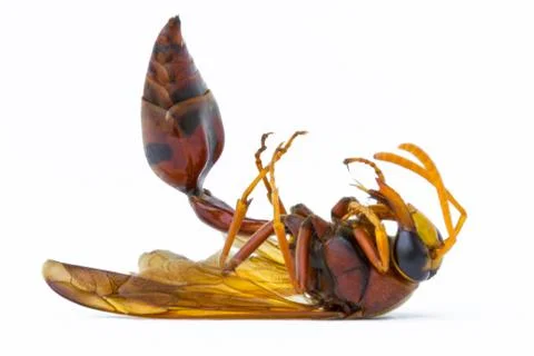 Dead thai brown wasp Stock Photos