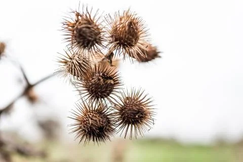 Dead thistle bud Stock-Fotos