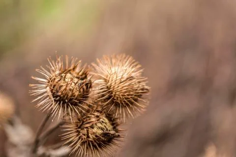 Dead thistle bud Stock Photos