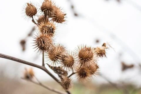 Dead thistle bud Stock Photos