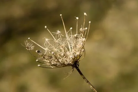 Dead thistle Stock Photos