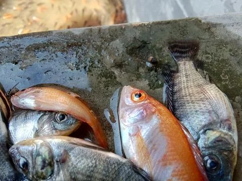 Dead tilapia closeup. Фото