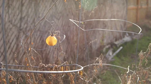 Dead tomato plant in the winter Vídeos de archivo 36479792