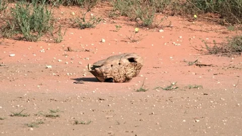 A dead tortoise shell, upside down in the desert of the Kalahari National Park Stock Footage 309199068