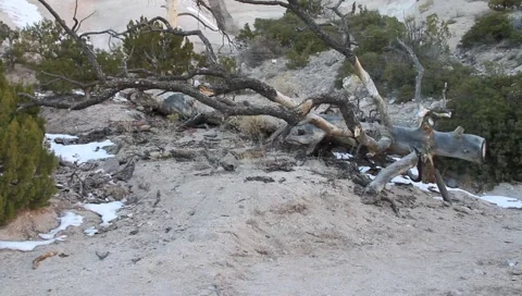 Dead Tree 1265 Stock Footage 1029594