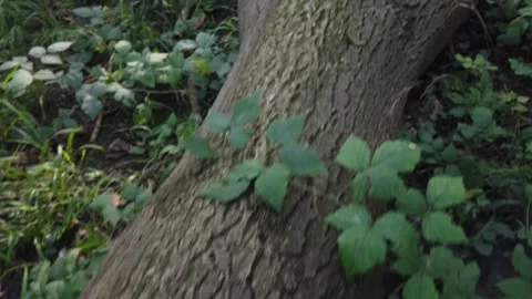 Dead tree 4k Video stock 157398206