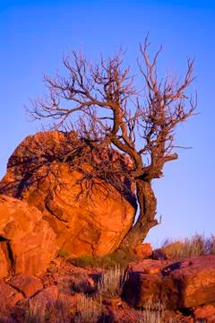 Dead Tree in Abiquiu Stock Photos