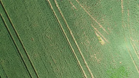 Dead tree from above Stock Footage 137643644
