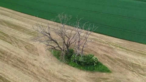 Dead tree from above Stock Footage 157144437