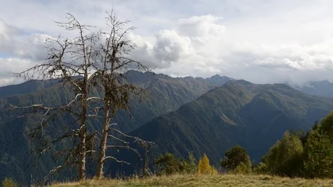 Dead tree against the backdrop of Caucasus Mountains Stock Footage 82385559