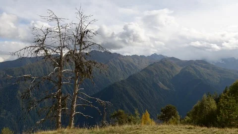 Dead tree against the backdrop of Caucasus Mountains Stock Footage 82385696