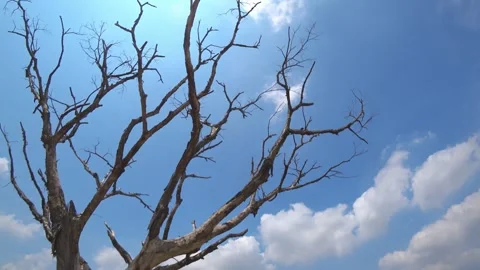Dead tree against the backdrop of the sky and sun, Panning shot Vidéo 277253700