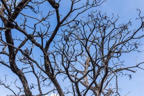 Dead tree against blue sky Stock Photos