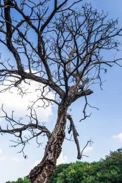Dead tree against blue sky Stock Photos