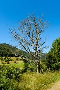 Dead tree against a blue sky Stock Photos