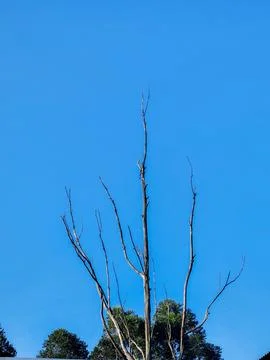 Dead Tree Against Blue Sky Stock Photos