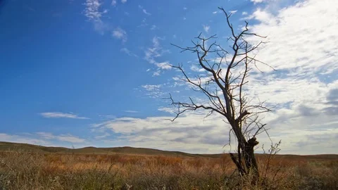 Dead tree against cloudy sky Stock Footage 82221334
