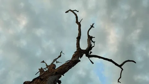 Dead Tree Against Cloudy Sky Stock Footage 340504396