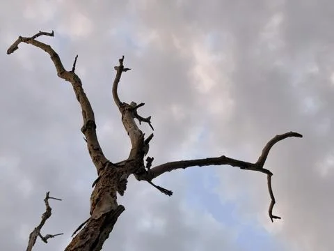 Dead Tree Against Cloudy Sky Stock Photos