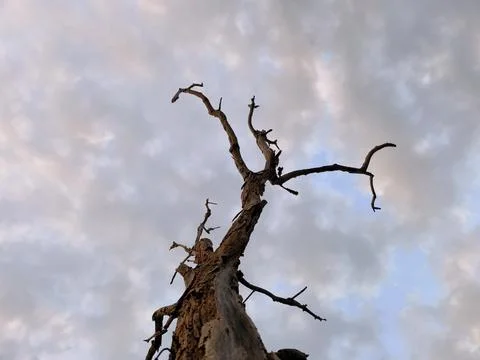 Dead Tree Against Cloudy Sky Stock Photos