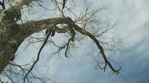 Dead tree against a dramatic sky 1 Stock Footage 22347150