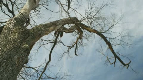 Dead tree against a dramatic sky 2 Stock Footage 22347334