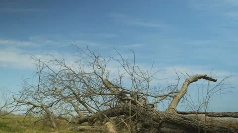 Dead tree against a dramatic sky 3 Stock Footage 22347340