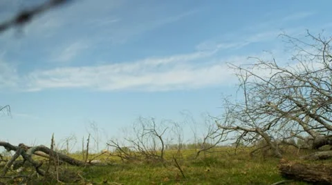 Dead tree against a dramatic sky 4 Video stock 22347374