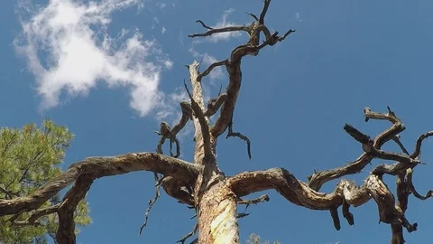 Dead Tree Against Sky With Cloud Stock Footage 107741430