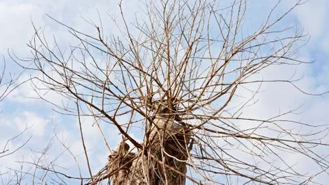 A Dead Tree Against The Sky Stock Photos