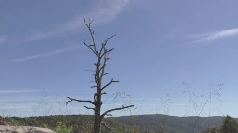 Dead Tree Against Skyline Stock Footage 69024109